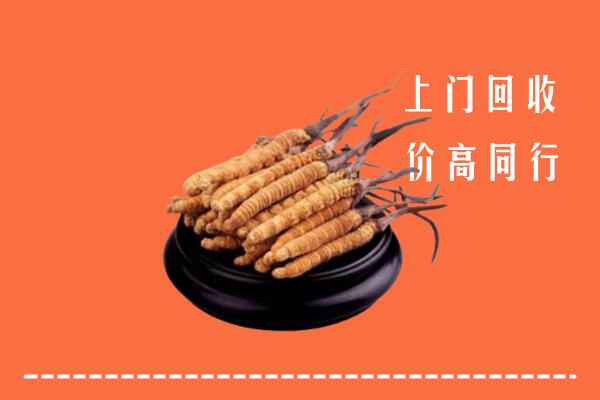 高价求购：番禺区回收散虫草